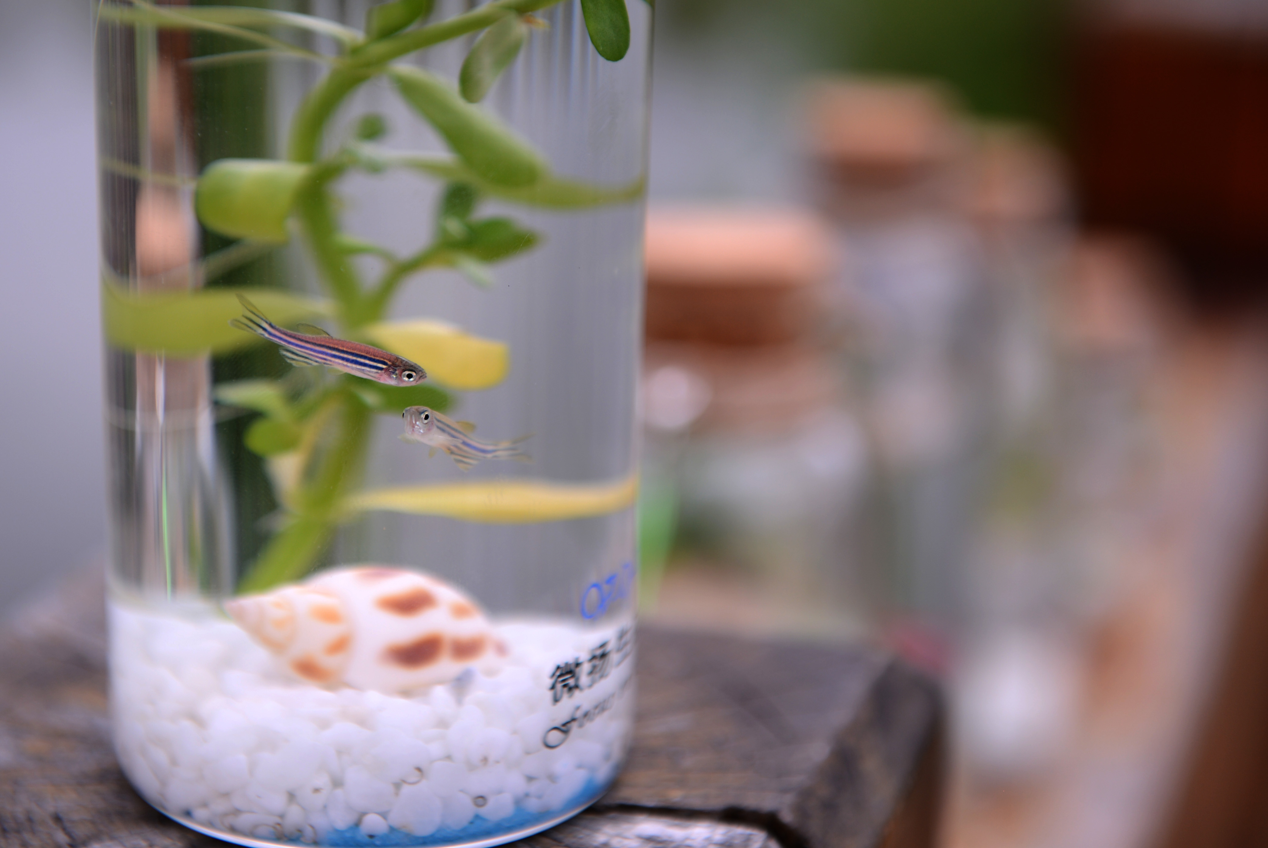 欧陆平台：胚胎物理形态决定早期发育过程